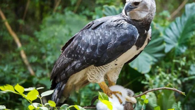 Xenobiology 101 - Harpy Eagle for D&D 5e and Mutants & Masterminds 3e ...
